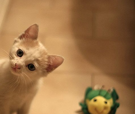 curious kitten